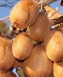 Саджанець Agro-Market Ківі самозапильний Генріх (47129) 1 шт. в упаковці - мініатюра 4