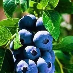 Саджанець Agro-Market Лохина (чорниця садова) Шантеклер (Chanticleer) (ранній термін дозрівання, високоврожайний сорт) 1 саджанець (36263)