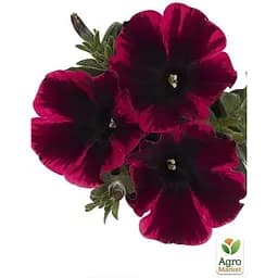 Саджанець Agro-Market Петунія ампельна Sweetunia Suzie Storm (контейнер №10 висота 10-15 см) (49145) 1 шт. в упаковці - мініатюра 3