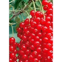 Саджанець Agro-Market Порічка (смородина) червона Віксне (ранній термін дозрівання, зимостійкий сорт) 1 шт. в упаковці (23392) - мініатюра 2