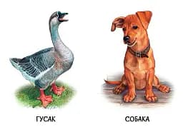 22 картинки. Свійські тварини - - мініатюра 2
