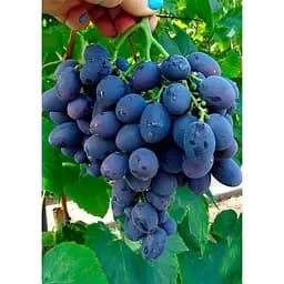 Саджанець Agro-Market Виноград Гала (ранній термін дозрівання, стійкий до захворювань і заморозків) 1 шт. в упаковці (17698)