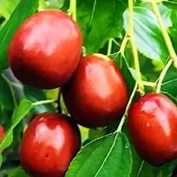 Зізіфус (унабі) Agro-Market "Первісток" (середній термін дозрівання, високоврожайний сорт) вазон Р9, висота 10-15 см (187590) 1 саджанець в упаковці