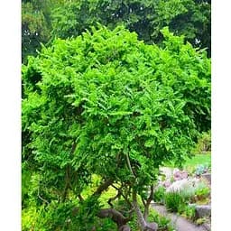 В'яз малий Жаклін Хіллер (підходить для формування бонсай) висота 15-25см (187717) 1 саджанець