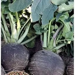 Насіння Весна на вагу Редька Зимова чорна ціна за 15 г (13336)