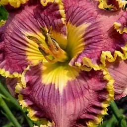 Лілійник "Going Big Time" (сортовий вкорінений в контейнері С1,2) (185984) 1 саженец