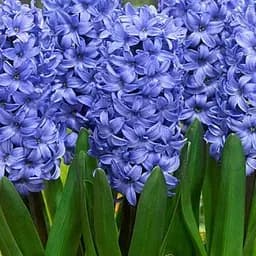 Гиацинт "Delft Blue" (186353) 2 шт
