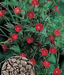 Насіння Весна Іпомея червона, на вагу, ціна за 2 г (13408)