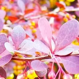 Саджанець Agro-Market Барбарис Оттавський Auricoma (контейнер P9) (61565)