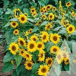 Подсолнечник Садиба Центр Тополино декоративный 0.5 г 