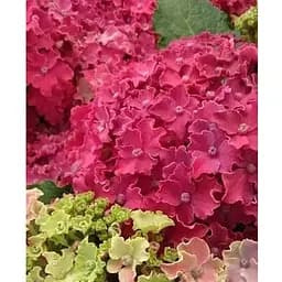 Гортензія крупнолиста 2-річна "Curly Sparkle Hot Pink" висота саджанця 25-45см (186189) 1 саженец