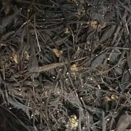 100г лабазник/таволга вязолистний коріння сушене