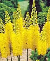 Саджанець Agro-Market Еремурус Stenophyllus 1 шт. в упаковці (17653)