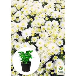 Саджанець Agro-Market Хризантема мультифлора куляста Jasoda White (101629) 1 шт. в упаковці - мініатюра 3