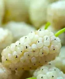 Саджанець Agro-Market Шовковиця великоплідна Вікторія (літній сорт, ранній термін дозрівання) 1 шт. в упаковці (49604)