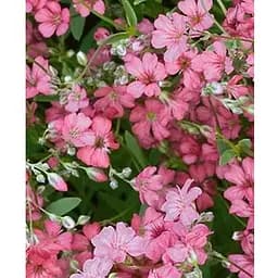 Гипсофила розовая (Зипер) "Весна" 1г (12056)