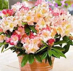 Рододендрон Agro-Market Percy Wiseman якушиманский 1 саженец в упаковке (45786)