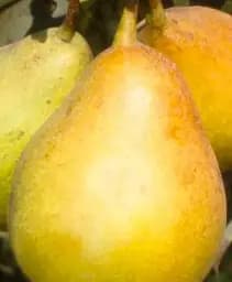 Саджанець Agro-Market Груша Рікс (осінній сорт, середній термін дозрівання) 1 шт. в упаковці (43986)