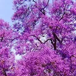 Саджанець Agro-Market Павловнія бузкова Адамове дерево (красивоквітучий сорт) (48201)