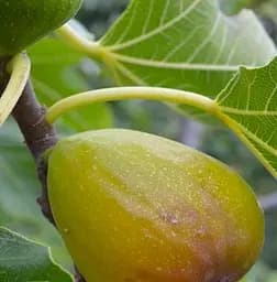 Саджанець Agro-Market Інжир золотистий Беянс саджанець 2 роки (ремонтантний, великоплідний, ранній сорт) (52642) 1 шт. в упаковці