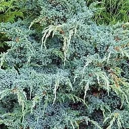 Саженец Agro-Market Можжевельник китайский Блю Альпс (Blue Alps) горшок P9 (39020) 1 шт. в упаковке