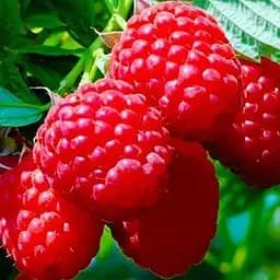 Малина Agro-Market "Tula Magic" (средний срок созревания, крупноплодный и высокоурожайный сорт) 1-летний саженец (189479) 1 шт в упаковке