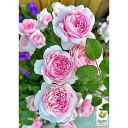 Саджанець Agro-Market Троянда плетиста Eden Rose (клас АА +) вищий сорт (17394) 1 шт. - мініатюра 4