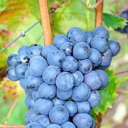 Саджанець Agro-Market Виноград Кабасія (молдавський винний сорт) 1 шт. в пакуванні (101850)