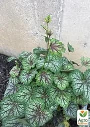 Саджанець Agro-Market Гейхера (Heuchera) Green Spice (181409) - мініатюра 2