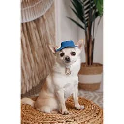 Панама Pet Fashion Stars для собак XS - мініатюра 6