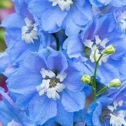 Дельфініум махровий "Sky Blue White Bee" (189502) 1 саженец