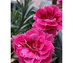 Саджанець Agro-Market Гвоздика Махрова Oscar Purple Wings (контейнер № 10 висота 10 см) (112886) 1 шт. в упаковці