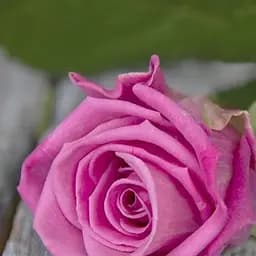 Троянда чайно-гібридна Agro-Market Марія де Луна Maria de Luna саджанець класу АА+ вищий сорт 1 шт. в упаковці (103470)