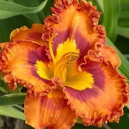 Лілійник "Mexican Fiesta" (сортовий вкорінений в контейнері С1,2) (186030) 1 саженец