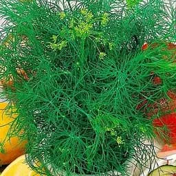 Семена Весна Укроп Санат Зипер 7 г (177300)