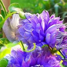 Саджанець Agro-Market Клематис Blue Light (38363)