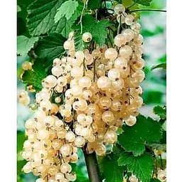 Саджанець Agro-Market Смородина на штамбі Snow globe вазон С2 (184308) 1 шт. (кімнатний)