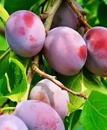 Саджанець Agro-Market Слива Ненька (літній сорт, ранній термін дозрівання) 1 шт. в упаковці (39963)