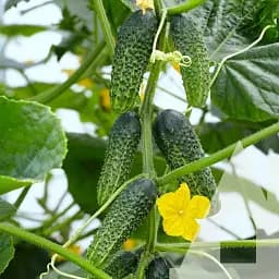 Огурец Садиба Амант F1, 10 шт.