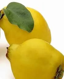Саджанець Agro-Market Айва грушоподібна (осінній сорт, середній термін дозрівання) (44226) 1 шт. в упаковці - мініатюра 2