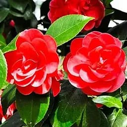 Камелия японская "Dr King" (48771) 1 саженец