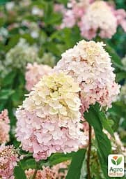 Саджанець Agro-Market Гортензія волотиста 2-х річна Magical Sweet Summer висота саджанця 20-30см (176632) - мініатюра 2