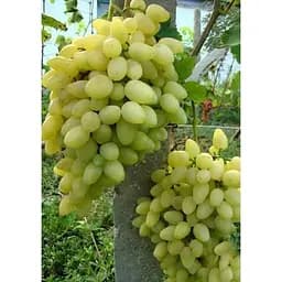 Саджанець Agro-Market Виноград Зірниця (ранній термін дозрівання, оси практично не чіпають) 1 шт. в упаковці (36283)