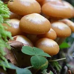 Сухий зерновий міцелій "Опеньок літній" 100г (45188)