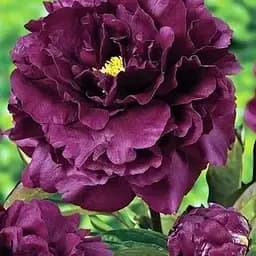 Пион древовидный Black Pirate (63036) (Корневище) 1 шт