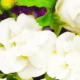 Саджанець Agro-Market Гібіскус деревоподібний махровий Admiral Dewey (116259)