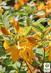 Саджанець Agro-Market Азалія (рододендрон гібридний) Goldpracht (177743) - мініатюра 2