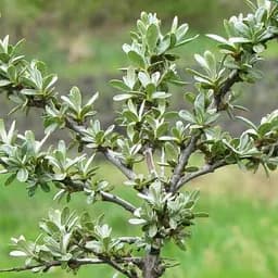 Облепиха 2-летняя "Adam" укорененная в контейнере (мальчик-опылитель) (183826) 1 саженец в упаковке