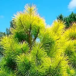 Саджанець Agro-Market Сосна Орегонська 4-річна (Рinus ponderosa) С3, висота 60-70 см (115780)