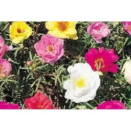 Портулак махровый Весна 1.5г (13264)